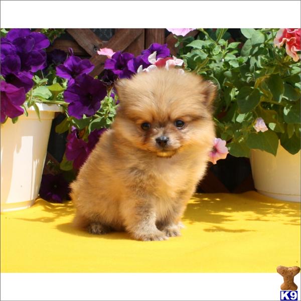 Puppies in Miami
